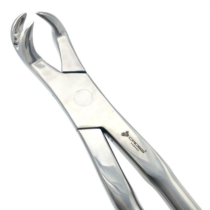 THREE ROOT FORCEPS ON SIDE, 19" (48CM)
