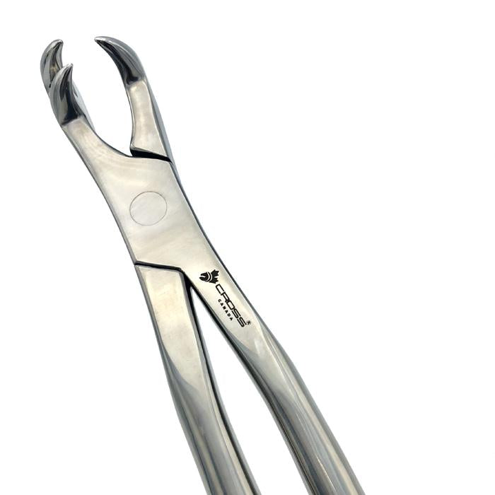 THREE ROOT FORCEPS ON SIDE FOR PONY, 15" (38CM)