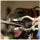 Equine Dentistry